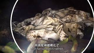 百步蛇野外護卵孵化紀錄片　獲生態環境影展肯定