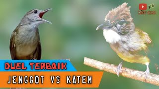 🔴DUEL TERBAIK‼️CUCAK JENGGOT vs KAPAS TEMBAK #masteran #masteranmurai #cucakjenggot