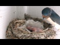 Baby Barn Swallows - Day1