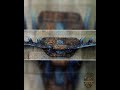Enchanted Dragon Horn Bow Stand | Recurve &amp; Longbow Display | Artisan Archery Rack
