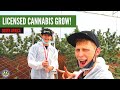 Licensed Cannabis Grow in South Africa