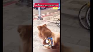 Собаки-Подражатели #Part1 #Cats #Cat #Funnycats #Юмор