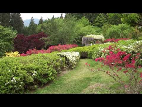 満願寺のつつじ園