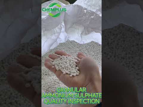 Chemplus team Quality Inspection of Granular Ammonium Sulfate. #chemplus