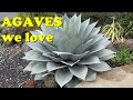 Agave Collection Tour:  Agaves We Love