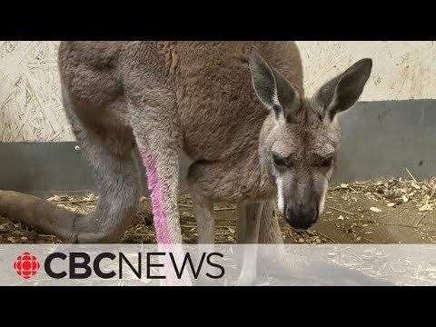 Escaped kangaroo caught east of toronto