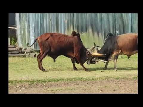 አስገራሚ የበሬ ግጥሚያ Ox Fighting