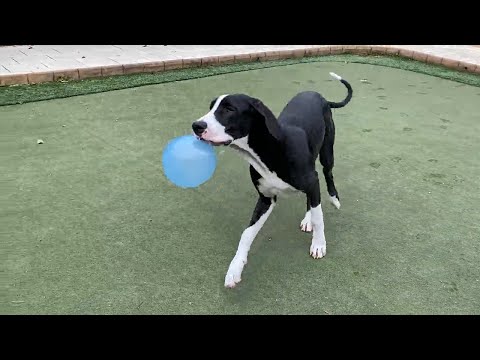 Great Dane puppy plays with balloon, ends up popping it