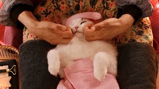 ASMR 할리우드💎 럭셔리 페이스 리프팅 관리💆‍♀️고양이 전용 에스테틱 (경락, 괄사, 갈바닉) screenshot 4