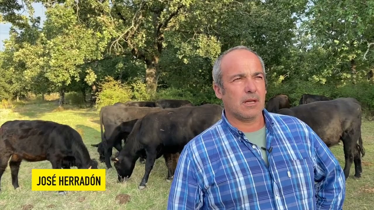 De Madrid a Sotillo de la Adrada