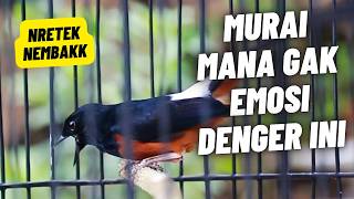 MURAI BATU GACOR FULL ISIAN TEMBAKAN MEWAH SANGAT AMPUH MELATIH MURAI BATU BONGKAR ISIAN