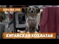 Китайская хохлатая | DogTalk