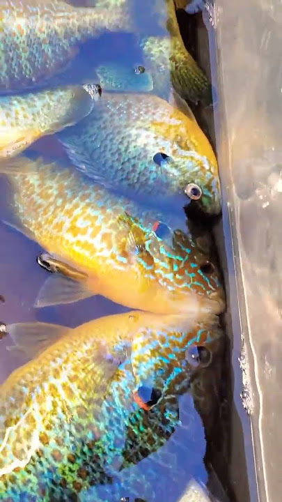 live well  full of panfish # michigan fishing #bobber down #sunfish # pumpkin seed# bluegills