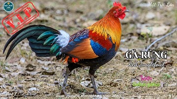 ✅Tiếng Gà trống rừng mồi gáy chuẩn không tạp âm mp3 | Red Junglefowl sound call  (P7)