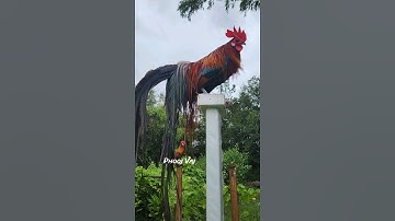 Bantam Phoenix #gamefowl #ayam #rooster #gallos #मुरग़ा #मुर्गा #thitgà #gàtrống #ไก่ตัวผู้ #ไก่