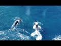 Whales Spotted Off The Coast In Rarotonga