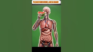 What Happens Inside Your Body After Eating Watermelon? | 3D Anatomical Breakdown