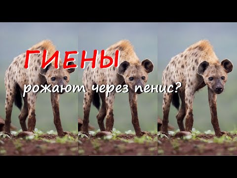 Гиены - жестокие оборотни дикой природы. 10 ошеломительных фактов о гиенах.