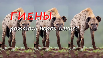 Гиены - жестокие оборотни дикой природы. 10 ошеломительных фактов о гиенах.