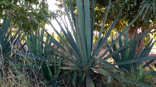 African Village Life//How To Make Sisal Ropes//Ways of Making a Living in the Village