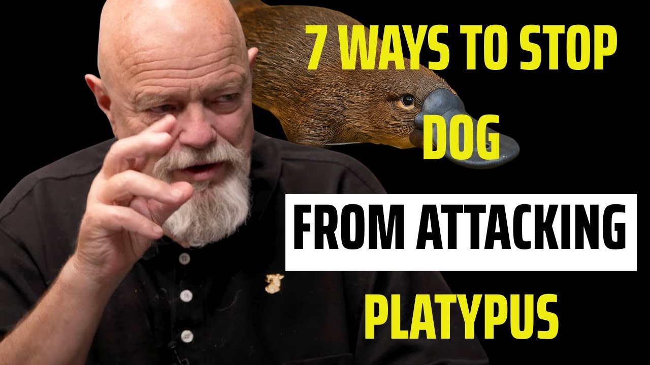 7 ways How To Stop Dog From Attacking Platypus