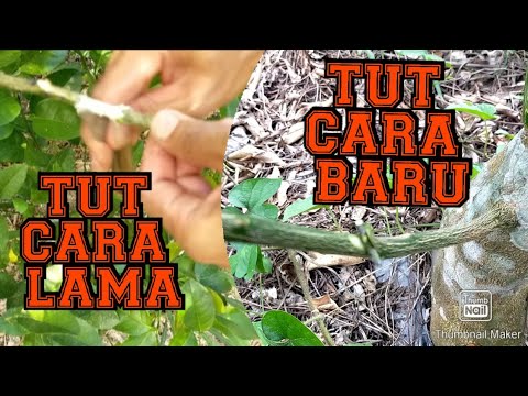 Video: Pembiakan Pokok Zaitun Manis - Membiak Keratan Zaitun Manis