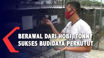 Sukses Budidaya Perkutut, Aset Pria Ini Setara Ratusan Juta Rupiah