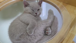 Amazing British Shorthair Kittens by SnowCastle Cats 390 views 1 month ago 1 minute, 2 seconds