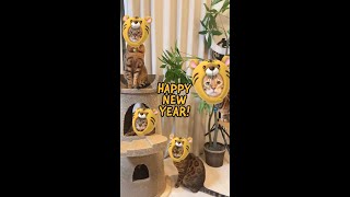 あけおめ2022🐯 ベンガル寅から新年のご挨拶🎍 #shorts