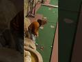 Wildest Shots You’ll Ever See 😱 #golf #minigolfing #minigolf