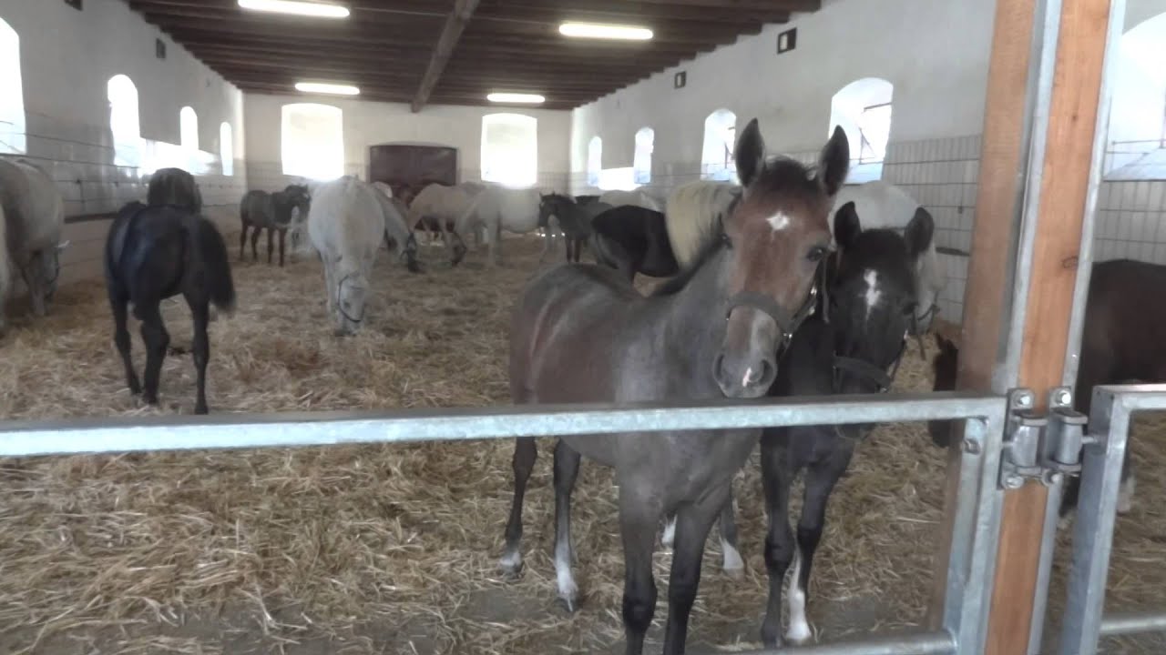 Lipizzan Colts and Mares