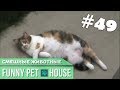 СМЕШНЫЕ ЖИВОТНЫЕ И ПИТОМЦЫ #49 АПРЕЛЬ 2019 [Funny Pet House] Смешные животные