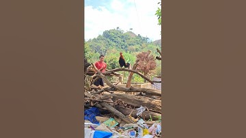 gà rừng đập cánh cực hay. qaib qus ntxuaj ti zoo khav tiag tiag