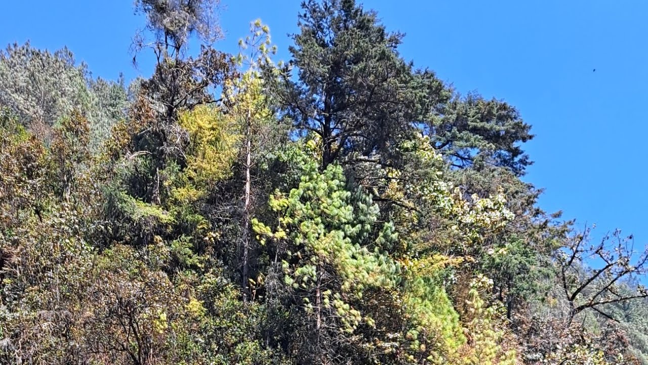 Ancestral Marimba Tierra Ohlaya Video en El Madron San Juan Ixcoy