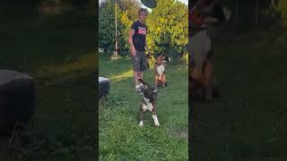 Dog training Boxer dog and Pit bull #dog #dogtraining