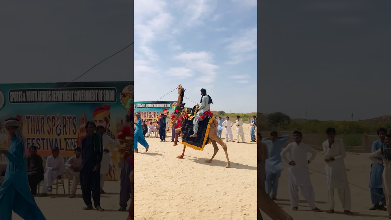 Large camel decoration