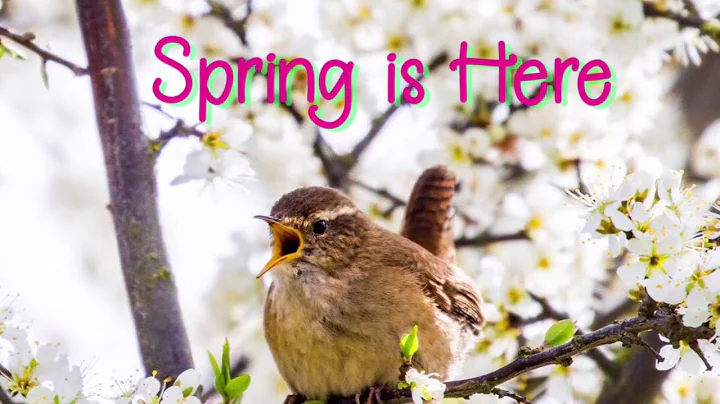 SPRING IS HERE, nature walk song for kids, educational, signs of spring, birds, bees, lambs - DayDayNews