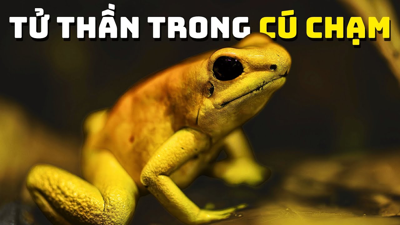 Ếch Phi Tiêu - Viên Ngọc Tử Vong Của Amazon Hoang Dã | Khám Phá Thế Giới Động Vật Hoang Dã