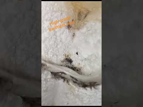 High Grade Swiftlets Nest