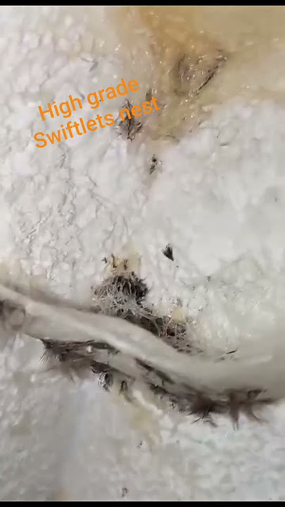 high grade swiftlets nest