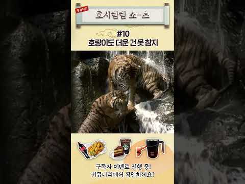 [호시탐탐🐯쇼츠] ★단독공개/미방송 촬영원본★ 무서운 건 참아도, 더운 건 못 참는 호랑이~ 고양이과라 물 싫어한다고 누가 그래!! #shorts