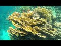 Royal Brayka-snorkeling   Marsa Alam 2022