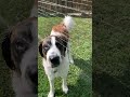 Hilarious St. Bernard in high def slo-mo enjoying her sprinkler. Gums, teeth, lips a flying