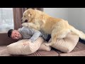 The Golden Retriever that will never let you be sad!