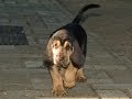 Bloodhound puppies - Part 3