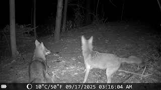 Coyotes Howling and Doing Coyote Stuff