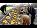 How to Grow Pumpkin from Seed | 1 Hour of The Best Pumpkin Recipes in The Village