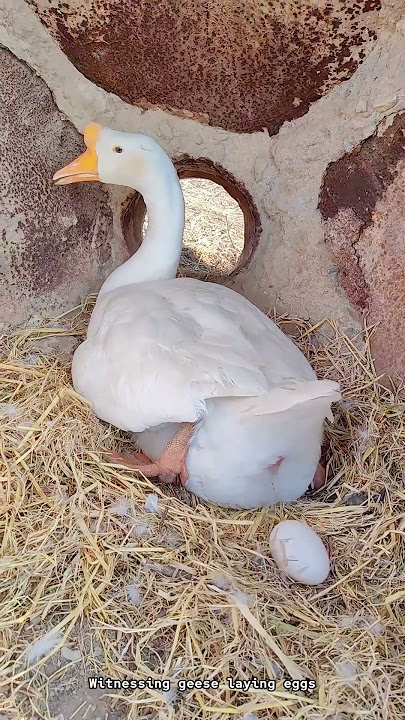 Witnessing geese laying eggs|| How to ||