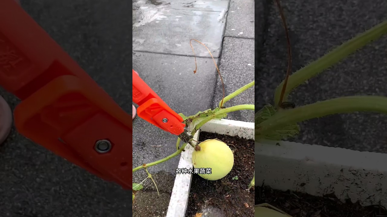 Handheld Fruit Picker 3 In 1 Garden Farm Tool | Fruit Picker 