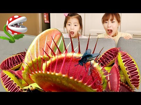 서은이의 <strong>파리지옥</strong> 식물 파리잡기 대소동 이야기 놀이 학습 Seoeun catch Fly with Dionaea